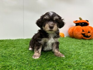 Havanezer reu Puppy te koop 010673248