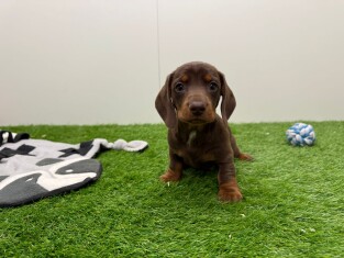 Dachshund female Puppy for sale 010673249