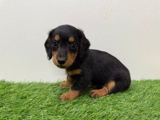 Dachshund female 010673250