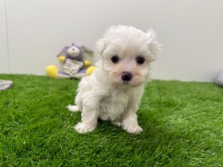 Bichon Maltais femelle 010673257