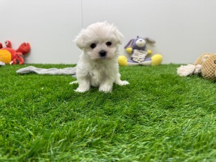 Bichon Maltais femelle 010673274