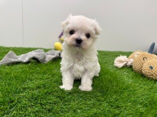 Bichon Maltais male 010673277