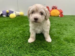 Bichon Havanais femelle 010673278