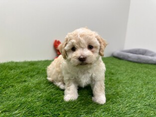 Bichon Havanais femelle 010673281