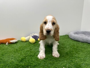 Engelse Cocker Spaniel reu Puppy te koop 010673298