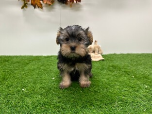 Yorkshire Terrier male 010673301