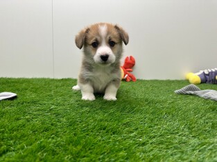 Welsh Corgi male Puppy for sale 010673328
