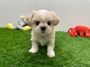 Lhassa Apso femelle Chiot à vendre 010673339
