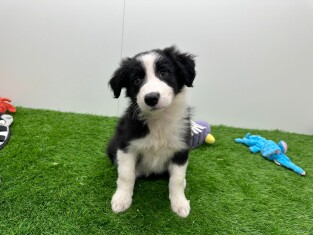 Border Collie male Puppy for sale 010673347