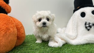 Maltezer teefje 010673363