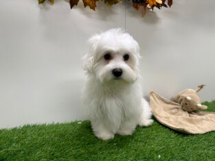 Maltezer reu Puppy te koop 010673364