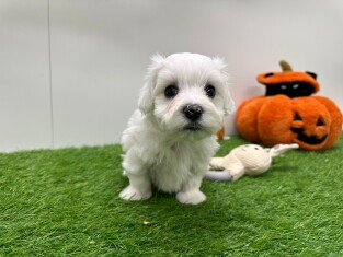 Bichon Maltais male 010673364