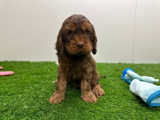 Cockapoo reu Puppy te koop 010673365