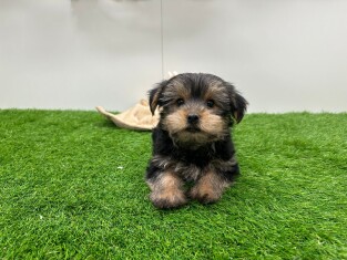 Yorkshire Terrier male 010673369