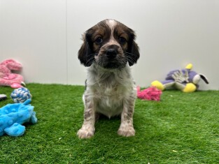 Crossbreed English Cocker Spaniel x Kooikerhondje female Puppy for sale 010673471