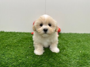 Lhasa Apso male Puppy for sale 010673472