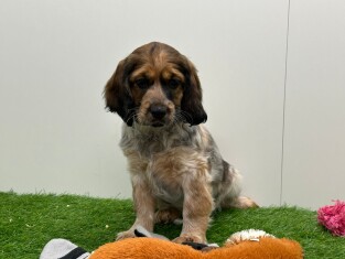 Croise Cocker Anglais x Kooikerhondje femelle 010673476