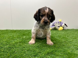 Croise Cocker Anglais x Kooikerhondje femelle Chiot à vendre 010673476