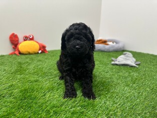 Caniche male Chiot à vendre 010673484