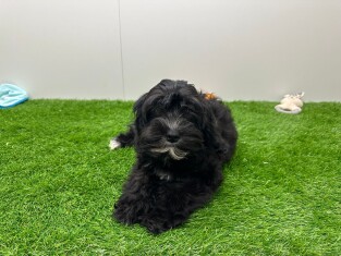 Cavapoo male Puppy for sale 010673499