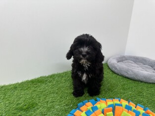 Cavapoo male Puppy for sale 010673499