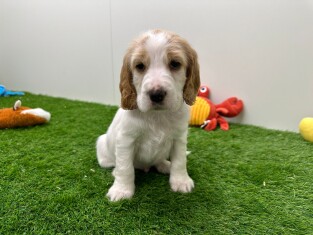 Cocker Anglais male Chiot à vendre 010673527