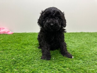 Poodle female 010673532