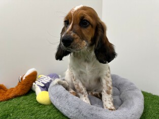 Croise Cocker Anglais x Kooikerhondje male Chiot à vendre 010673553