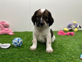 Kruising Engelse Cocker Spaniel x Kooikerhondje reu Puppy te koop 010673553