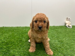 Cavapoo teefje Puppy te koop 010673570