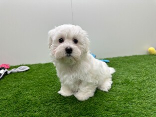 Bichon Maltais femelle Chiot à vendre 010673576