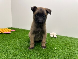 Malinois Belgian Shepherd Dog female Puppy for sale 010673593