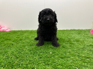 Caniche male 010673595