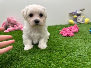 Bichon Maltais femelle Chiot à vendre 010673603