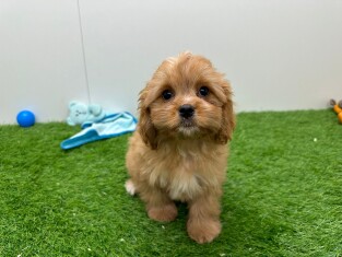 Cavapoo reu Puppy te koop 010675986