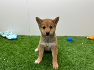 Shiba Inu teefje 010675988