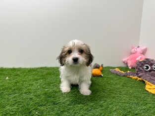 Mal-Shi female Puppy for sale 010675990
