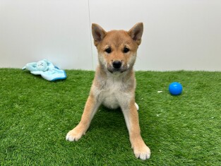 Shiba Inu teefje 010675992
