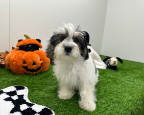 Mal-Shi male Puppy for sale 010675993