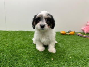 Mal-Shi reu Puppy te koop 010675993