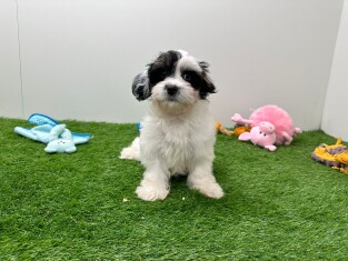 Mal-Shi male Puppy for sale 010675994