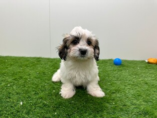 Mal-Shi teefje Puppy te koop 010675998