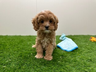 Cavapoo female Puppy for sale 010676005