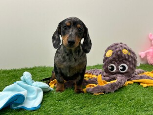 Teckel teefje Puppy te koop 010676011