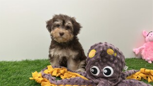 Bichon Havanais femelle 010676014