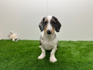 Dachshund male Puppy for sale 010676019