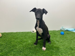 Italiaans Windhondje teefje 010676040