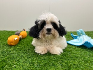 Mal-Shi reu Puppy te koop 010676368