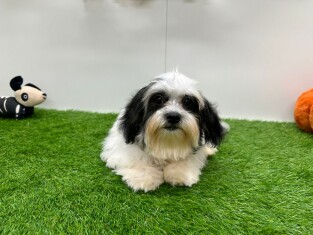 Mal-Shi male Chiot à vendre 010676368