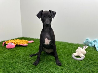 Petit levrier Italien male Chiot à vendre 010676402